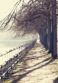 Walkway amidst trees against sky