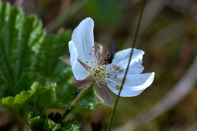 Close-up of butterfly on white flower