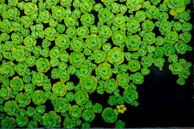 Full frame shot of green leaves