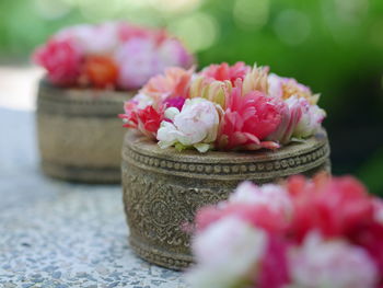 Close-up of pink roses on plant