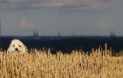 Portrait of dog by straws on field against sky