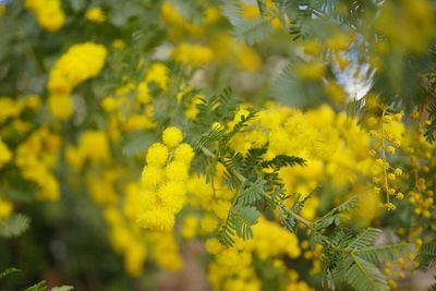 Close-up of yellow flowering plant