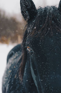 Close-up of black horse during snowfall