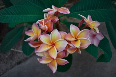 Close-up of flowering plant