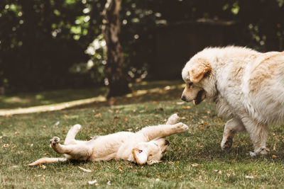 Cute golden retriever puppy lying on back playing with mixed breed dog