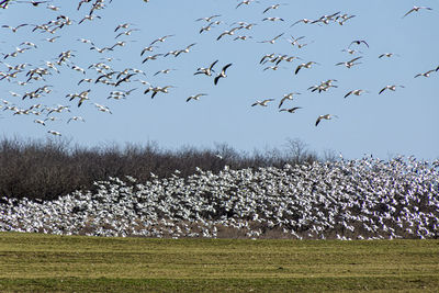 large group of animals