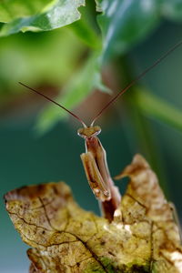 Close-up of insect on leaf