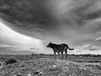 Horses on field against cloudy sky