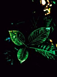 Close-up of plant leaves at night