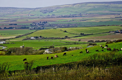 Sheep grazing on grassy field