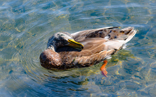 High angle view of duck swimming in lake