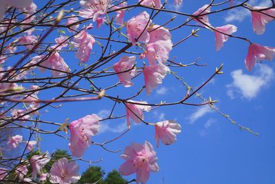 Low angle view of pink flowers against sky