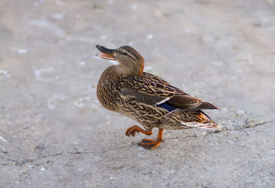 Close-up of duck