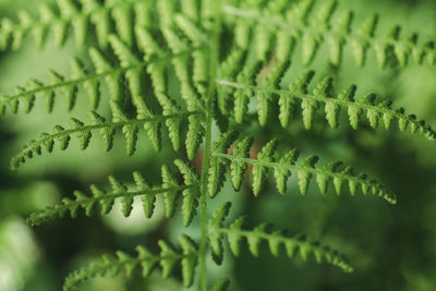 Macro of a fern leaves in the morning light