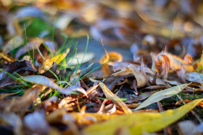 Close-up of dry leaves on field