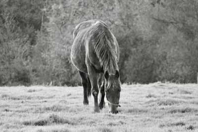 Front view of horse grazing on grassy field