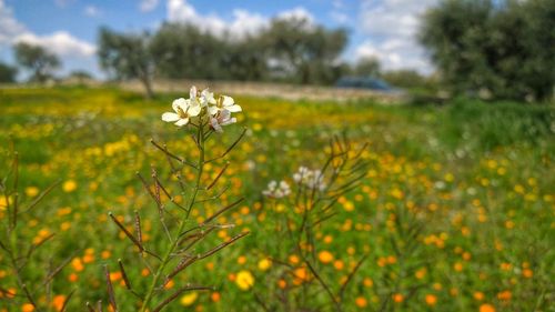 Yellow flowers blooming in field