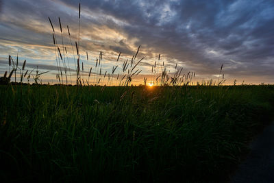 Close-up of grass growing in field against sky during sunset