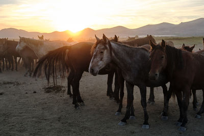 Horse standing on field against sky during sunset