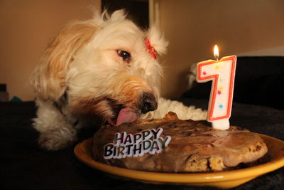 Close-up of dog licking birthday cake