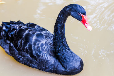 Close-up of swan swimming in lake