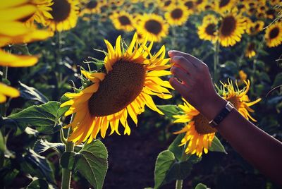 Close-up of sunflower