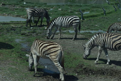 Zebras in safari