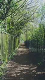 Trees growing outdoors