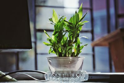 Close-up of potted plant on table