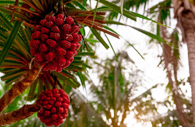 Pandanus tectorius tree with ripe hala fruit on blur background of coconut tree at tropical beach.