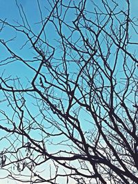 Low angle view of bare trees against blue sky