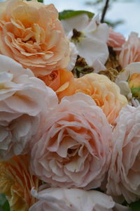 Close-up of roses bunch