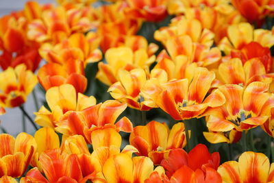 Close-up of orange tulips blooming outdoors