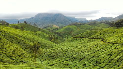 Scenic view of tea plantation on hills