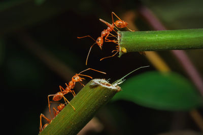 Close-up of ant on plant