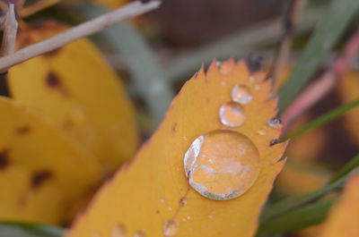 Close-up of wet yellow flower