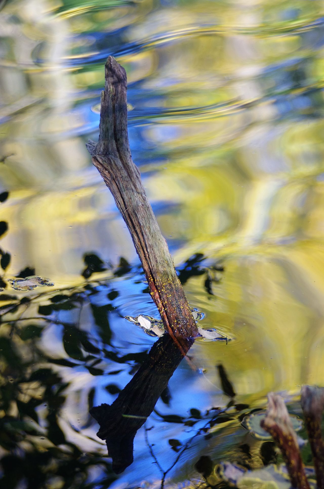 Wasserreflexion