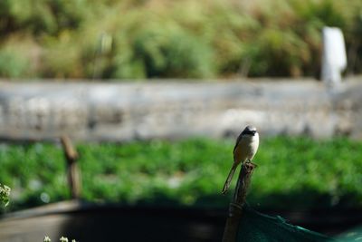 Close-up of bird perching on water