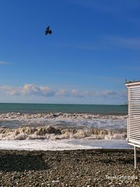 Seagull flying over beach against sky