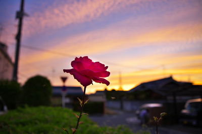 Close-up of pink flowers against sky during sunset