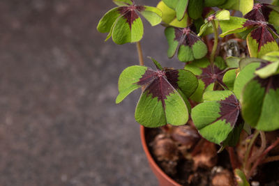 High angle view of plant