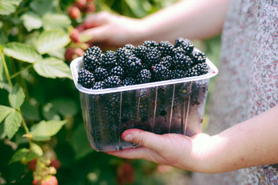 Midsection of woman holding blackberries in container