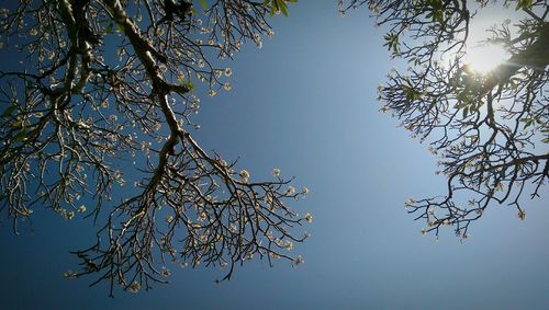 Low angle view of bare trees against clear sky