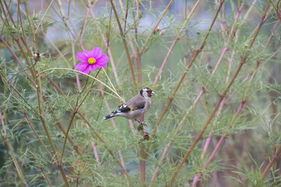 View of bird perching on flower
