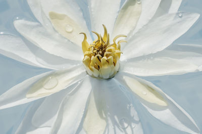 Close-up of white flower