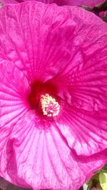 Close-up of pink hibiscus blooming outdoors