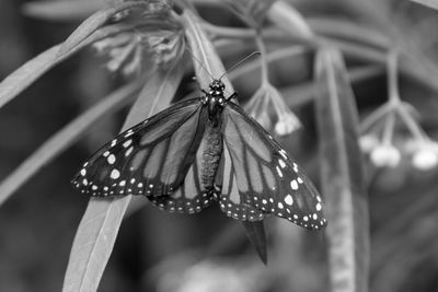 Close-up of butterfly pollinating on flowers outdoors