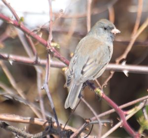 Close-up of bird perching on branch