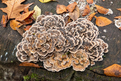 High angle view of mushrooms on dry leaves