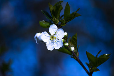 Close-up of white flowering plant